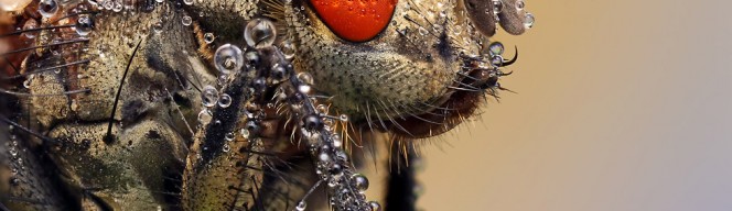 macro_fly